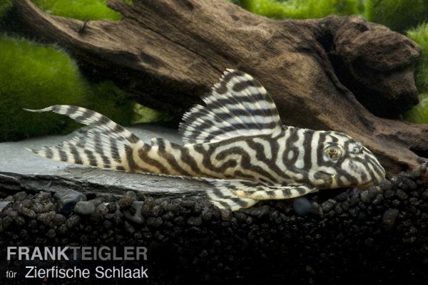 L 333 Königstiger Harnischwels - Hypancistrus sp.